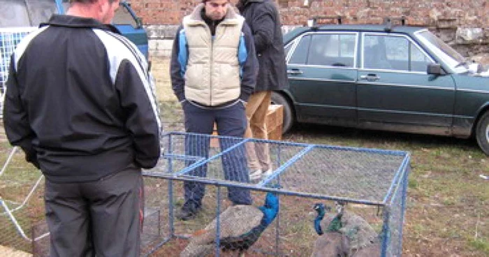 Oradea: Prețuri mici la ultima ediție a Târgului de animale mici