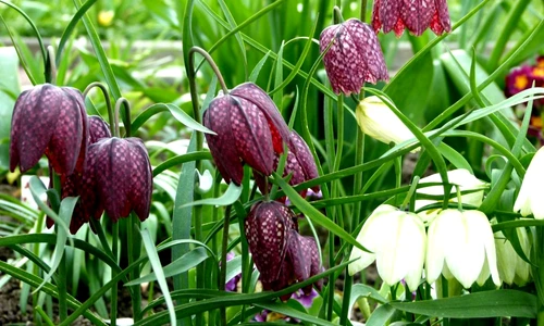 1 69404 original jpg jpeg