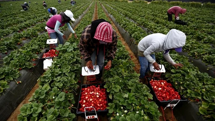 Spania și Danemarca angajează lucrători în grădină