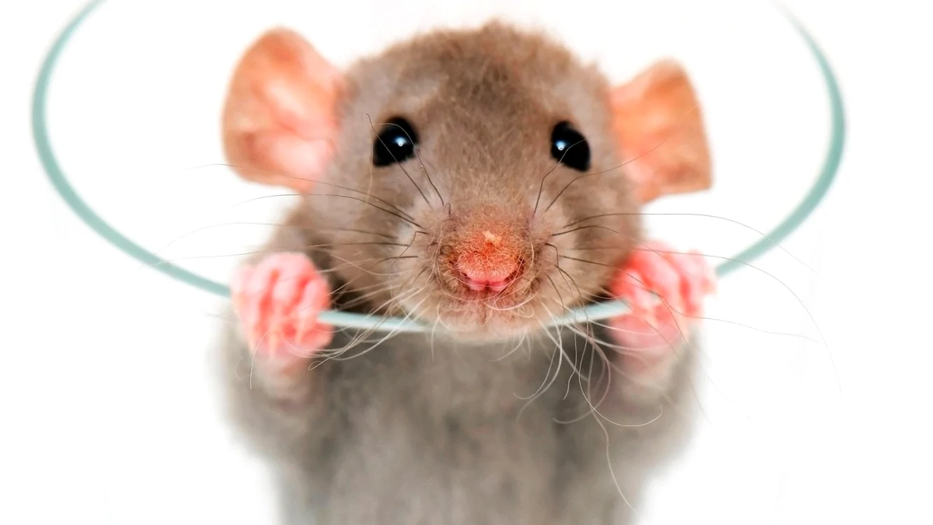 Foto: Youtube.com/How to fix a rat behaviour