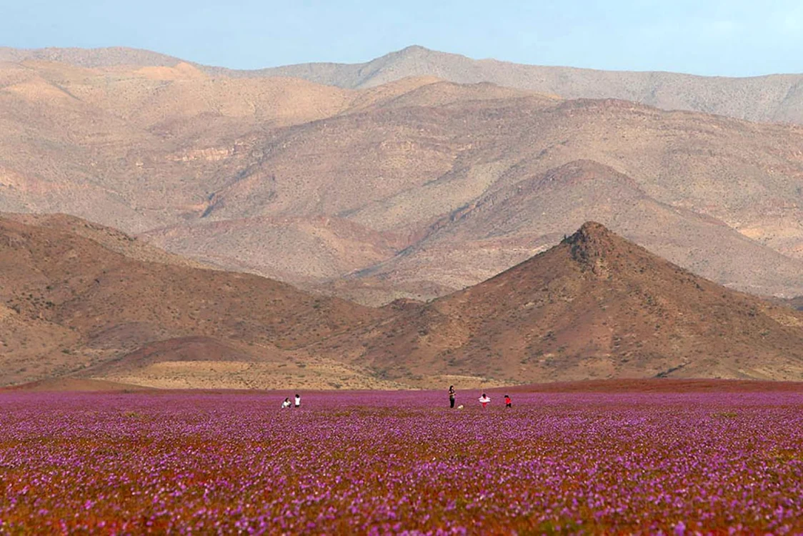 covor de flori in desertul atacama