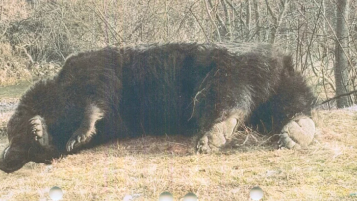 Ursul Arthur care habita în situl Natura 2000 Oituz-Ojdula a fost împuşcat la Ojdula la 13 martie 2021 Foto: Arhivă