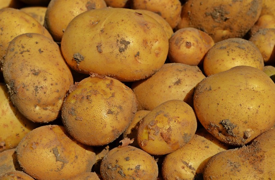 Cartofi expuşi în spaţiu au intrat într-o fază experimentală de plantare în nordul Chinei