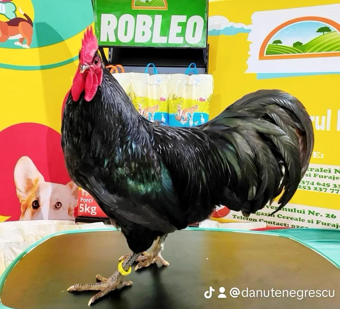 Cocoșul din rasa Australorp care a câștigat titlu de campion județean Foto: Arhivă personală