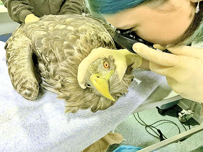 Specialiştii i-au acordat  îngrijiri păsării împuşcate 