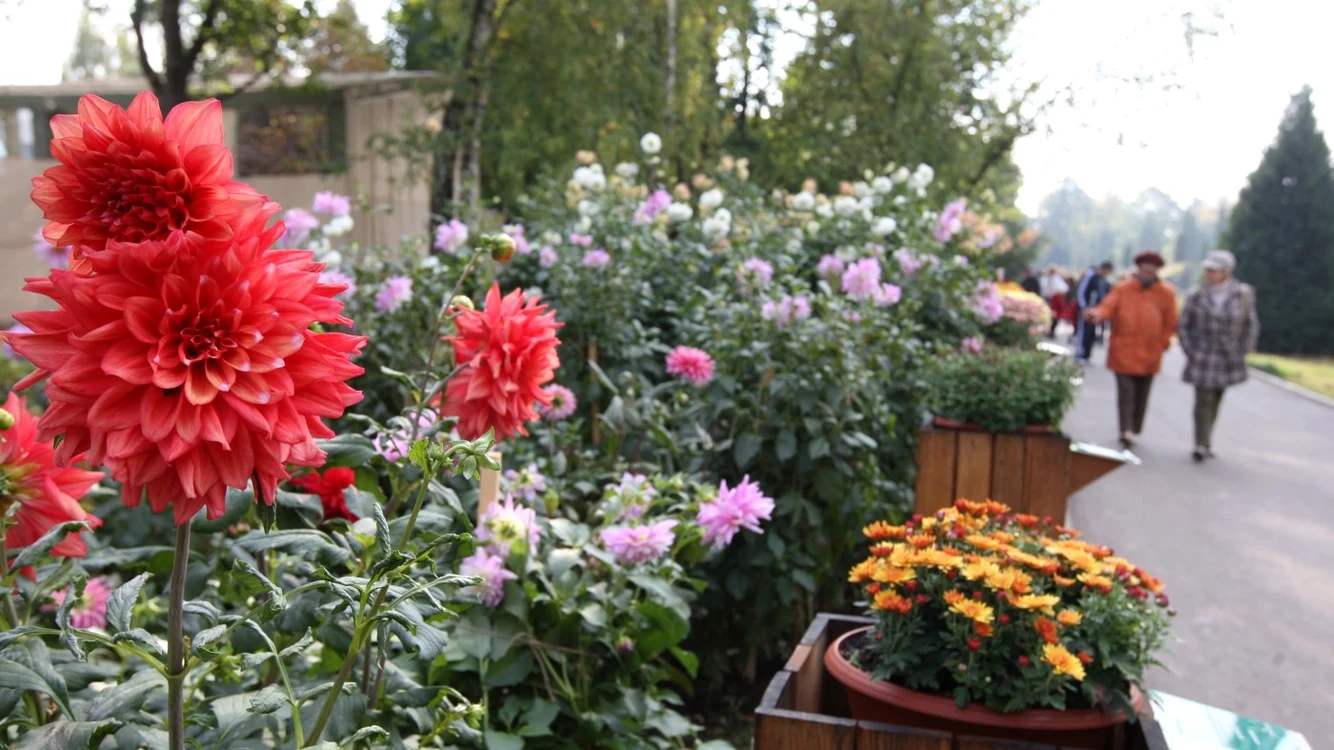 Plante decorative pentru municipiul Tulcea FOTO Arhivă Adevărul