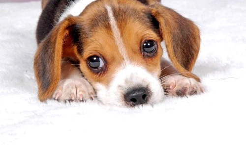 când începe câinele să facă afară jpeg