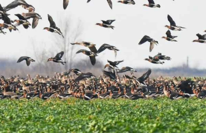 calarasi invazie de gaste cu gat rosu foto sor/emil todorov