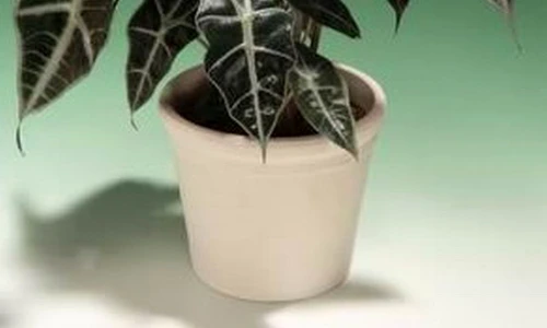 1 47525 original jpg jpeg