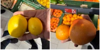  lămâile și portocalele subdimensionate, considerate furaj animalier în țările civilizate, sunt vândute în România drept produse de „calitatea I”. FOTO FB Paul Anghel