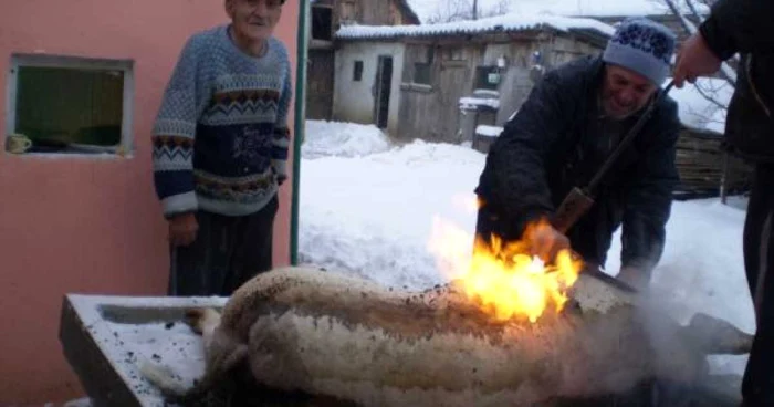 Oltenii îşi taie porcul de Crăciun tot după vechile metode