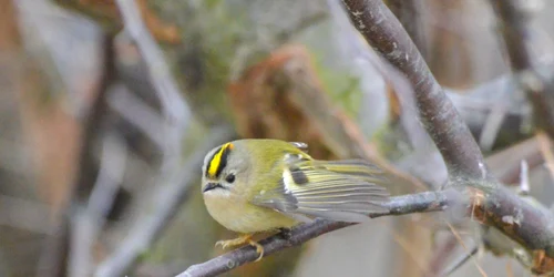 Auşel cu cap galben FOTO Sebastian Bugariu- SOR