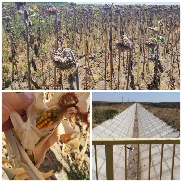 Pe canalele de irigații nu mai e apă FOTO: colaj/DAJ Dolj
