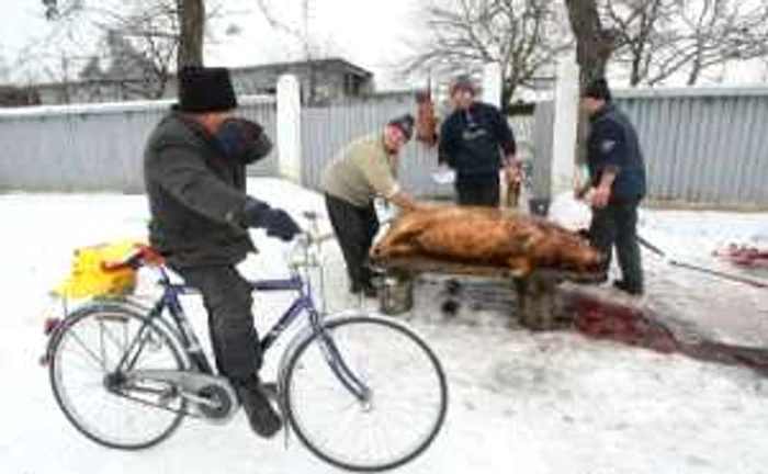 Tăierea porcului este o tradiţie la mare preţ pentru români FOTO Adevărul