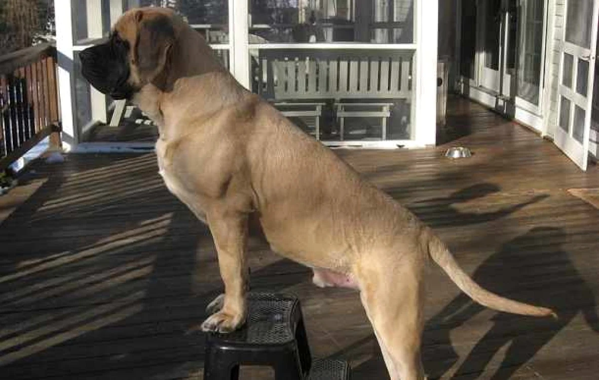 Cele mai mari rase de câini. Mastiff englez/Imagini Wikipedia