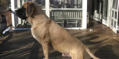 cele mai mari rase de caini