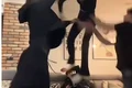 copii tik tok  jpg