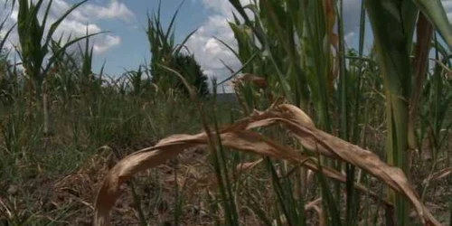 Seceta a dat peste cap planurile cultivatorilor botoşăneni