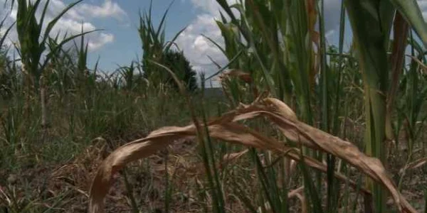 Seceta a dat peste cap planurile cultivatorilor botoşăneni
