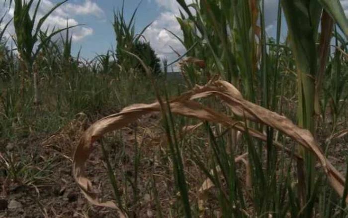 Seceta a dat peste cap planurile cultivatorilor botoşăneni
