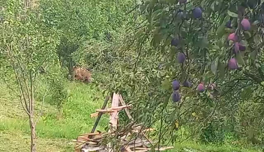 Ursii au dat iama în livezile buzoiene și culeg la întrecere cu gospodarii. Localnicii sunt îngroziți VIDEO