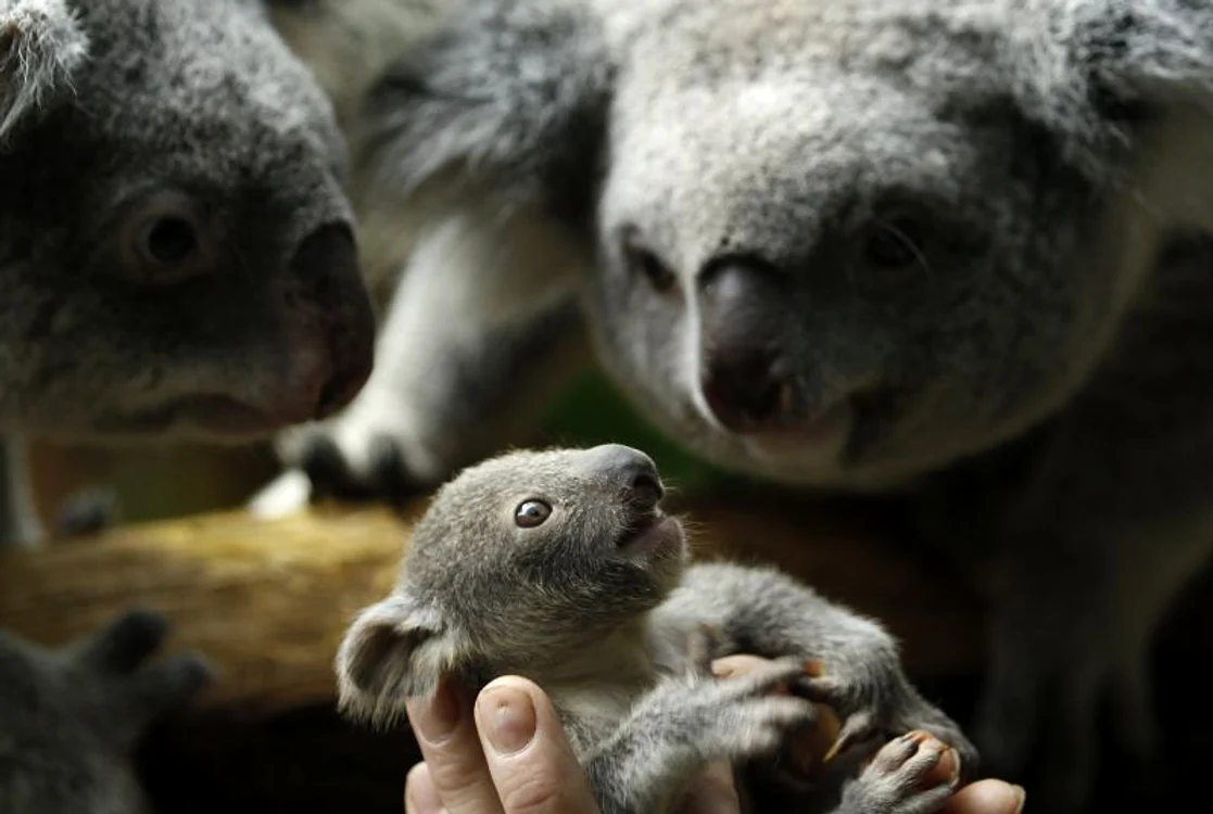 Koala (foto: reuters)