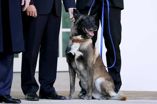 Conan câinele erou la Casa Albă FOTO Getty Images / Chip Somodevilla