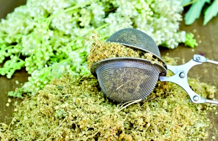 Creţuşca e recomandată în migrene, răceli şi dureri reumatismale.www.clicksanatate.ro