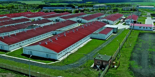 Fermele din Danemarca aşteaptă agricultori români 