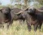 Bivolul african  jpeg