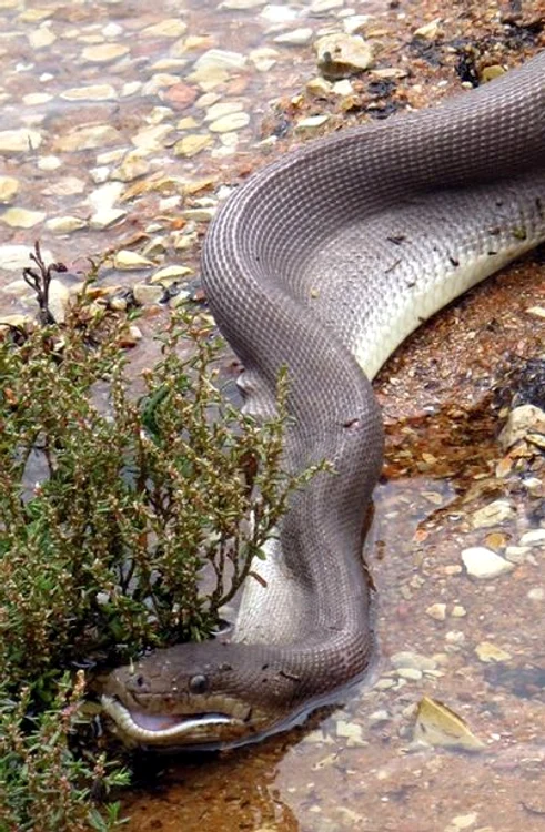 Crocodil înghitit de piton