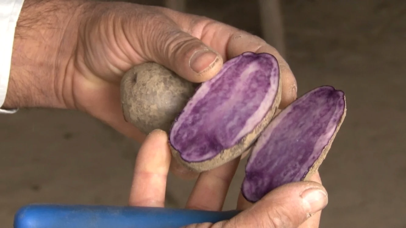 Are de 10 ori mai multă antocianină decât orice cartof pe care îl consumăm în mod frecvent. Antocianina este un puternic antioxidant care luptă cu radicalii liberi din corpul uman FOTO Ionuţ Dima