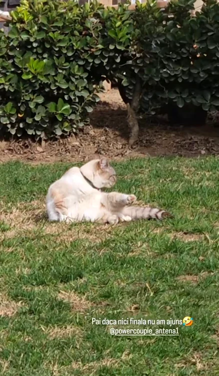 Pisica Bellei Santiago / foto: Instagram