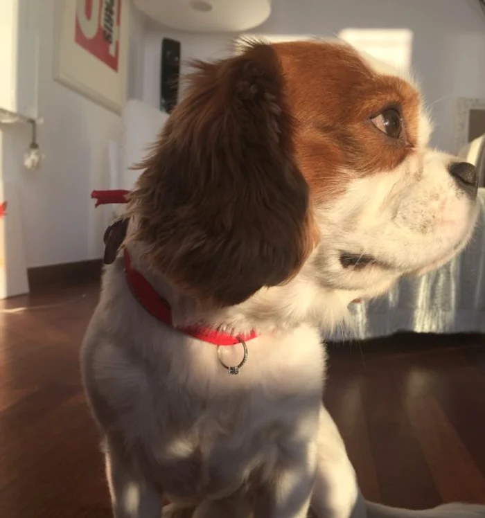 Cățelușul a purtat inelul la gât