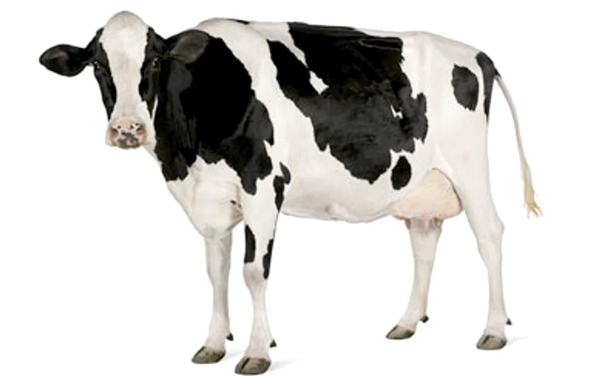 Vaca