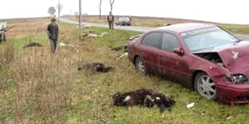 Botoşani: Oi spulberate de pe şosea