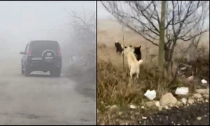 pisica aruncata la caini jpeg