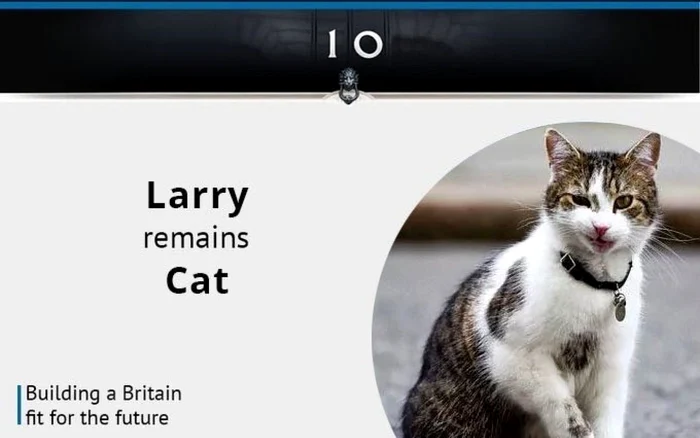 motanul larry foto twitter larry the cat