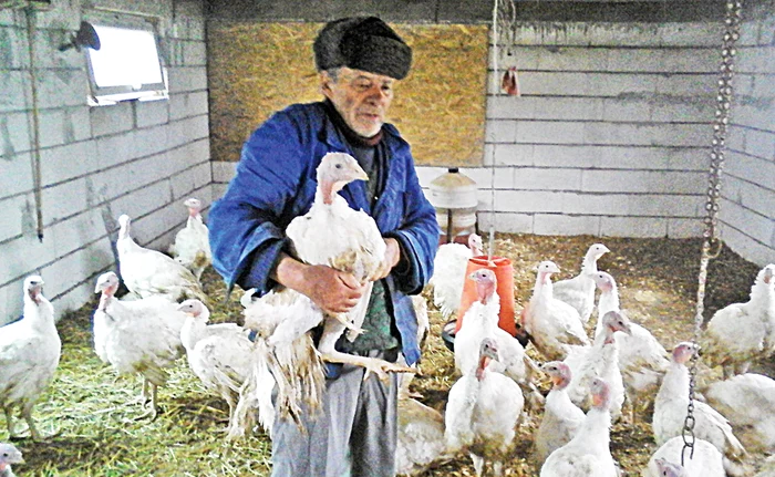 
    Stan Iosif are o  crescătorie de  câteva sute  de curcani  