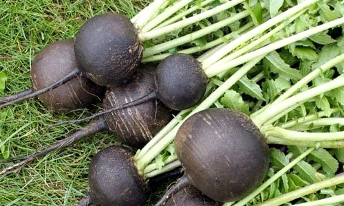 ridiche neagră tratament jpeg