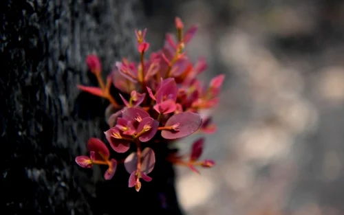 Natura îşi revine în Australia. FOTO EPA-EFE