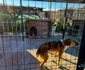 Femeia ar deține aproximativ 460 de câini FOTO IPJ Giurgiu