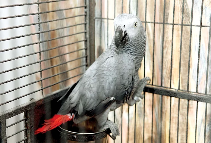 
    Coco este un superb exemplar din rasa Jako  