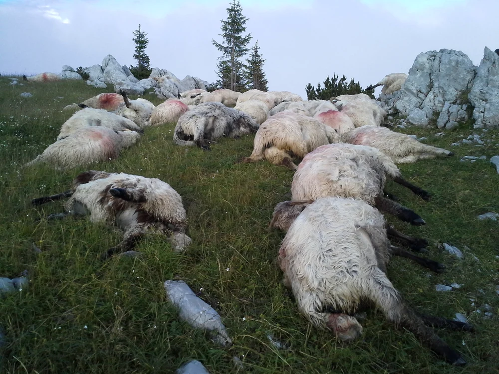 
    Zeci de oi au fost lovite de fulgerFoto: gazetadedimineata.ro  