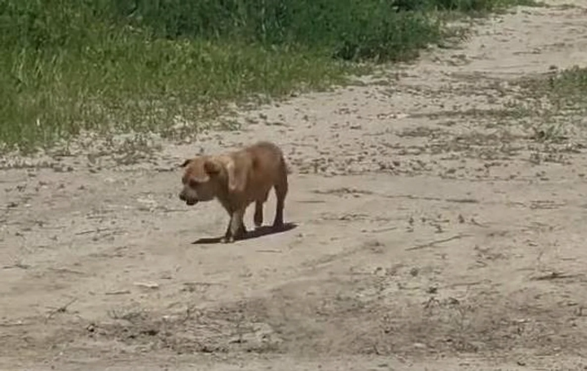 Câine abandonat în Mamaia FOTO: Facebook