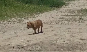 caine abandonat jpg