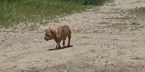 caine abandonat jpg