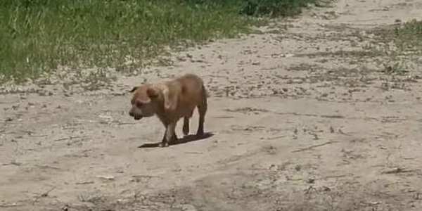caine abandonat jpg