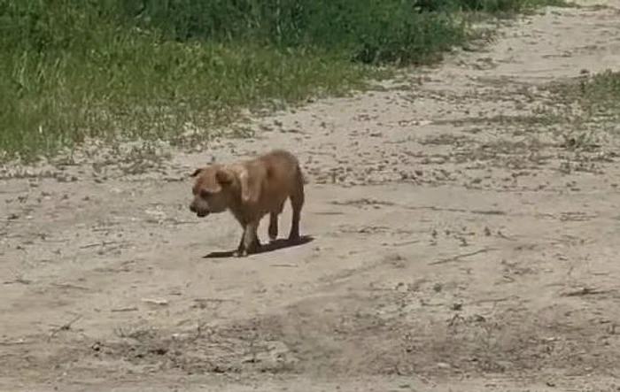 VIDEO Amendă record pentru un bărbat care a abandonat un câine în staţiunea Mamaia