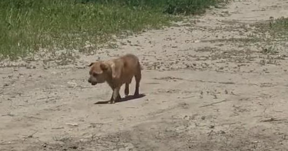 Amendă spectaculoasă pentru un bărbat care a lăsat un câine în Mamaia Amendă spectaculoasă pentru un bărbat care a lăsat un câine în Mamaia